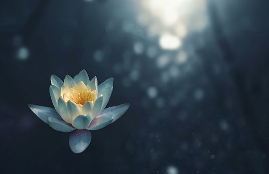Mindfulness based Addiction